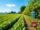 Nachhaltige Bewässerung Landwirtschaft