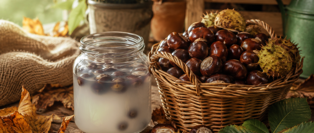 Umweltfreundliches Waschen: Rosskastanien als regionales Waschmittel ernten und nutzen