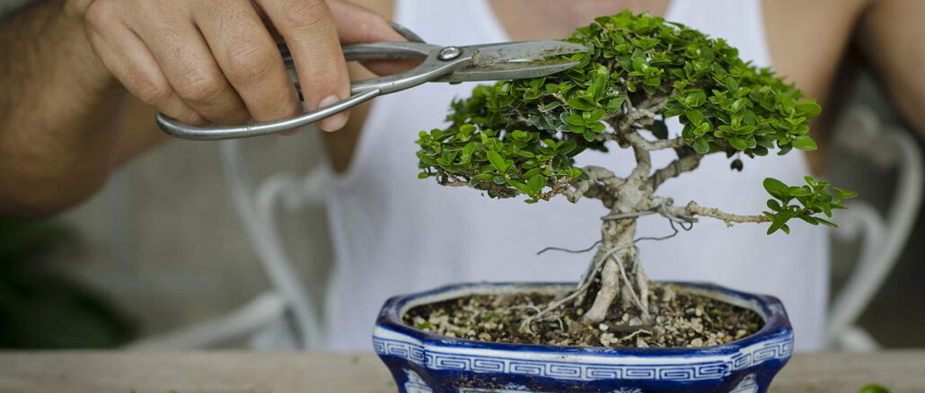 Die 5 besten Anbieter, wenn Sie ein Bonsai Starter Set kaufen möchten