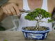 Die 5 besten Anbieter, wenn Sie ein Bonsai Starter Set kaufen möchten