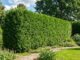 thujahecke